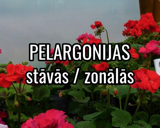Pelargonijas, stāvās - zonālās